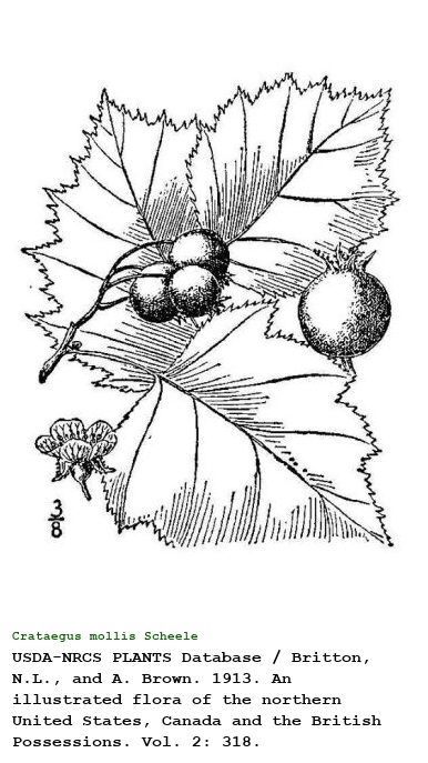 Crataegus mollis Scheele